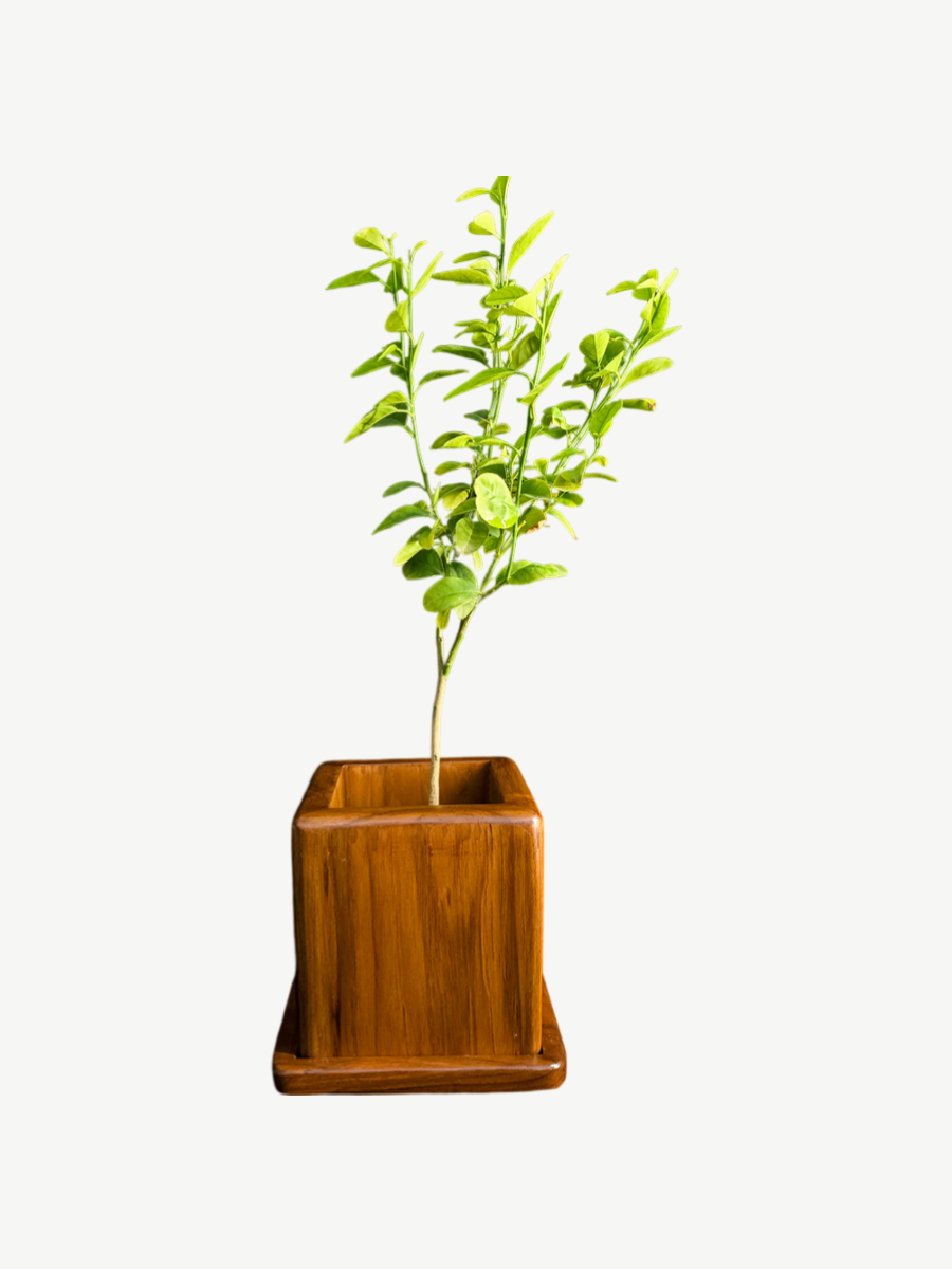 Bloom Box Planter